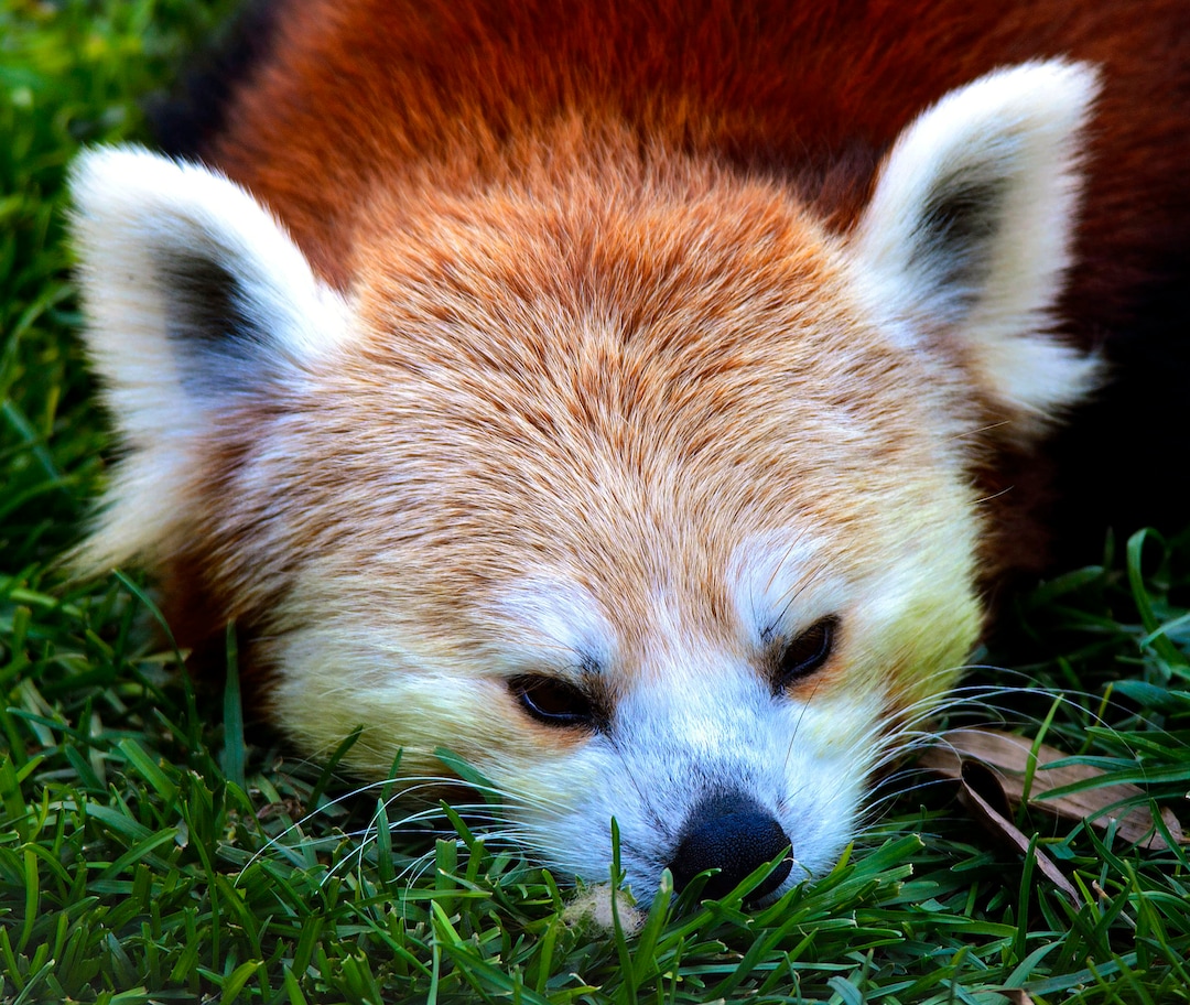 (Steve Griffin  |  The Salt Lake Tribune) A red panda checks out its new exhibit as the Hogle Zoo adds two red pandas to its permanent exhibit in Salt Lake City Friday May 4, 2018.  The 3 1/2 year-old male and the seven year-old female will make Hogle Zoo their permanent home after arriving from their previous home at Reid Park Zoo in Tucson, AZ. Red pandas are also called lesser pandas and live in the mountainous areas of Nepal and southwestern China. Their diet consists mostly of bamboo.
