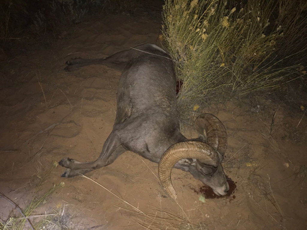 (Photo courtesy of Utah Division of Wildlife Resources) This bighorn ram was found shot dead Oct. 20, 2019, along the Barracks ATV trail near Mount Carmel Junction in Kane County. The desert bighorn sheep was among the nearly 300 big game animals illegally killed in Utah last year.