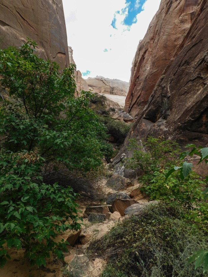 (Erin Alberty | The Salt Lake Tribune) A garden of desert plants fills Surprise Canyon on Oct. 4, 2015 at Capitol Reef National Park.