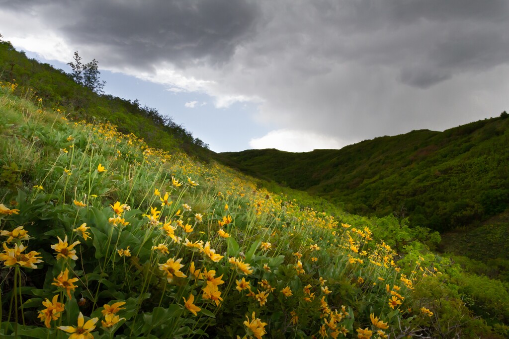 (Photo courtesy of Anthony L. Solis) | Bright yellow balsamroot flowers speckle the foothills around which winds the Wild Rose Loop Trail in North Salt Lake City on Wednesday, May 19, 2021.