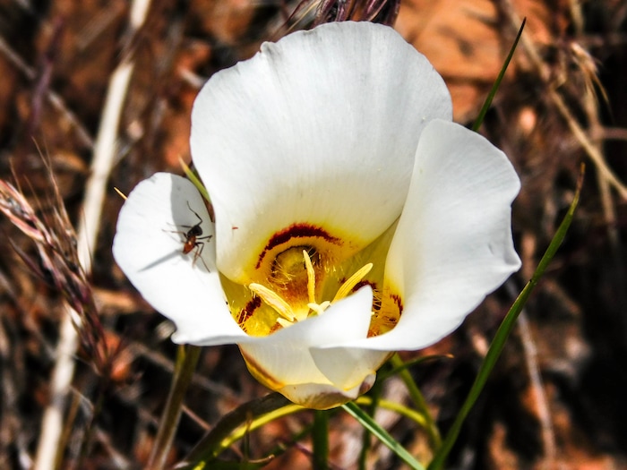 Erin Alberty  |  The Salt Lake TribuneA calychortus blooms May 27, 2017 along the Desert Voices Trail in Dinosaur National Monument.