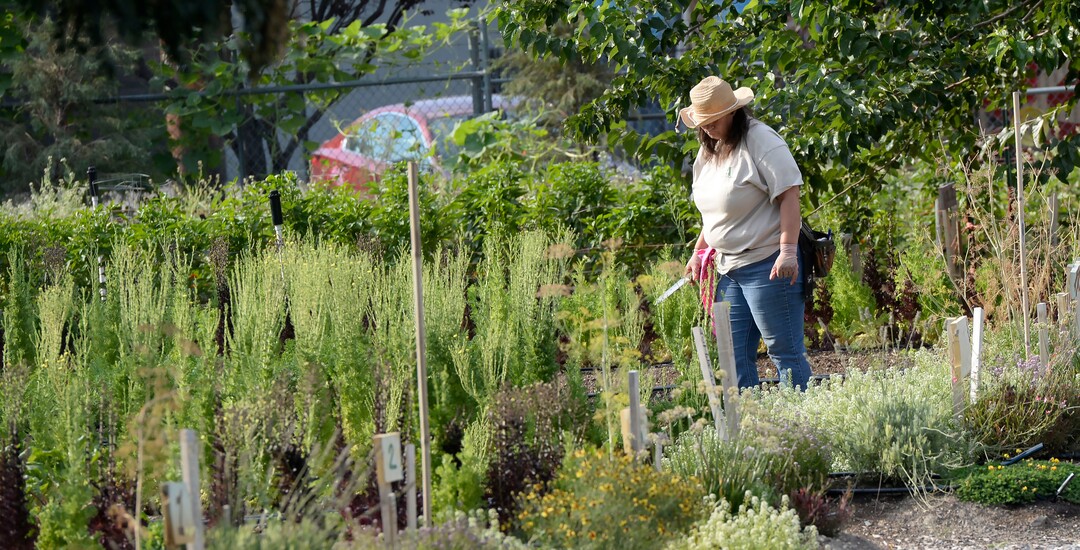 (Al Hartmann  |  The Salt Lake Tribune) Trina works a row of vegetables at the Wasatch Community Gardens' Green Team farm on Wednesday, Aug. 2. A group of homeless and formerly homeless women tend a 1.5-acre vegetable farm on land owned by the Salt Lake City's Redevelopment Agency. The women are paid as they learn about agriculture and business, and they receive a break from the stresses of their daily lives.