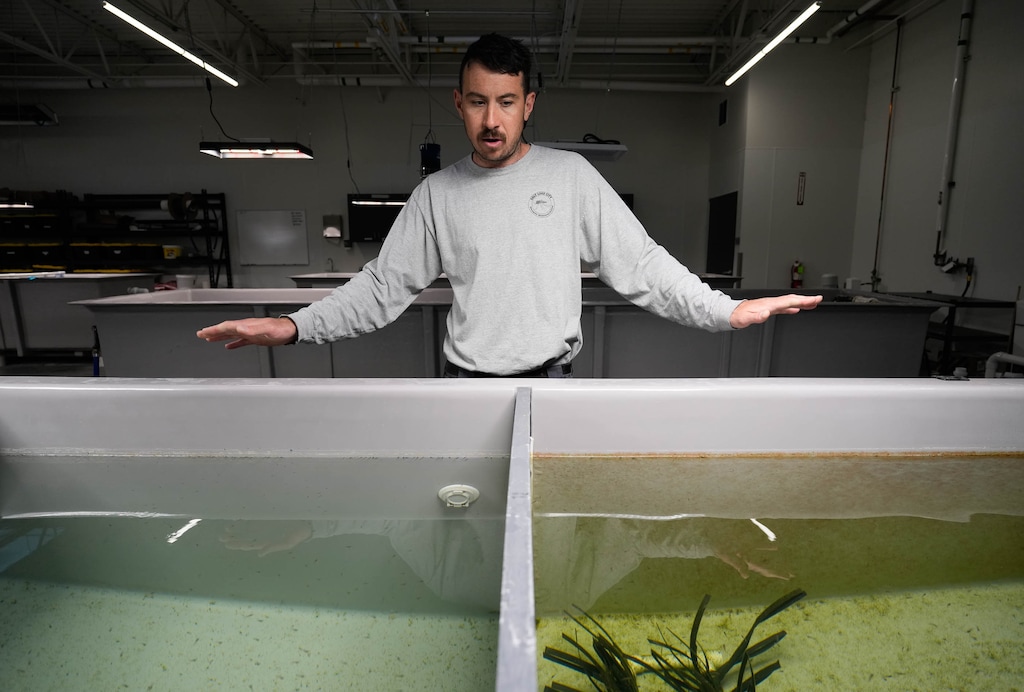 (Francisco Kjolseth | The Salt Lake Tribune) Quinten Salt, urban field supervisor for the Salt Lake City Mosquito Abatement District, discusses using the western mosquitofish to curb mosquito populations in Salt Lake City.