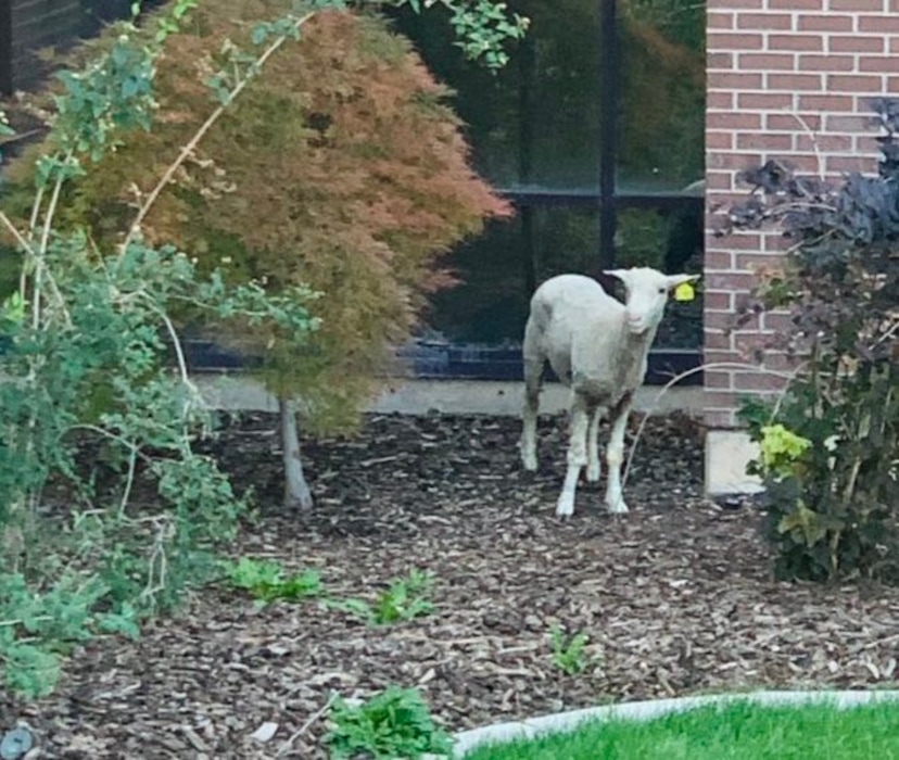 (Avery Holton) A lamb has been running loose on the University of Utah's campus. This pictured was captured on Tuesday, Sept. 14, 2021.