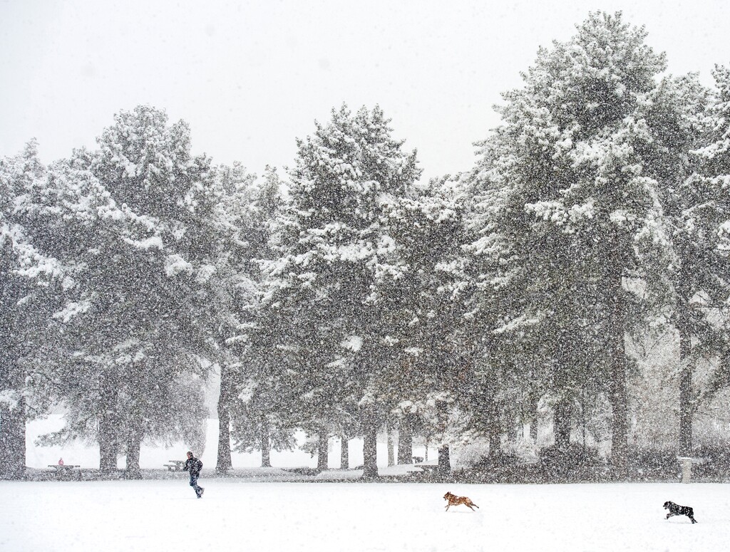 (Rick Egan  |  Tribune file photo)  A man plays in the snow with his dogs a park in Salt Lake City on Monday, Jan. 21, 2019.