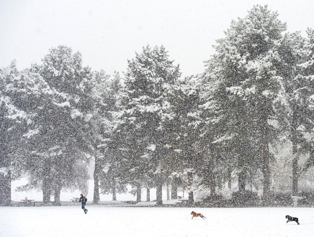 (Rick Egan  |  The Salt Lake Tribune)      Tom Sawyer plays in the snow with his dogs, Tucker and Tanner, at Liberty Park,Monday, Jan. 21, 2019.