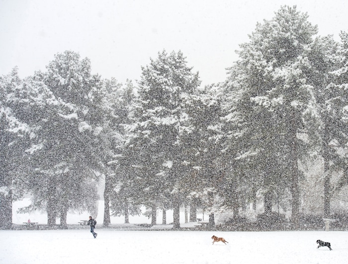(Rick Egan  |  The Salt Lake Tribune)      
Tom Sawyer plays in the snow with his dogs, Tucker and Tanner, at Liberty Park,
Monday, Jan. 21, 2019.


