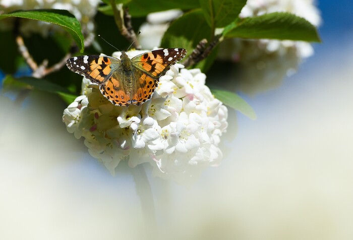 (Francisco Kjolseth | The Salt Lake Tribune) People have been seeing numerous painted lady butterflies throughout Utah recently. An entomologist from the Utah museum of natural history says this is the largest migration of these butterflies since 1991.
