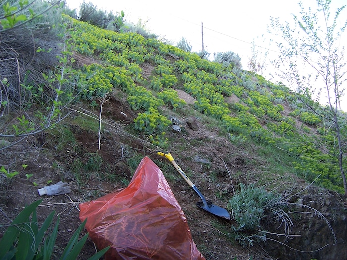 (Erin Alberty | The Salt Lake Tribune) Invasive Myrtle Spurge is gradually thinned out May 14, 2010 in the former backyard of reporter Erin Alberty in Salt Lake City.