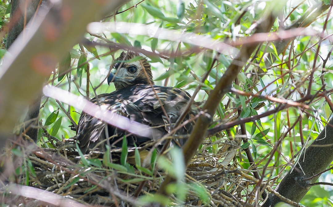 (Francisco Kjolseth  |  The Salt Lake Tribune)  A young red-tailed hawk takes up temporary residence in an old magpie nest after leaving its original nest too soon.