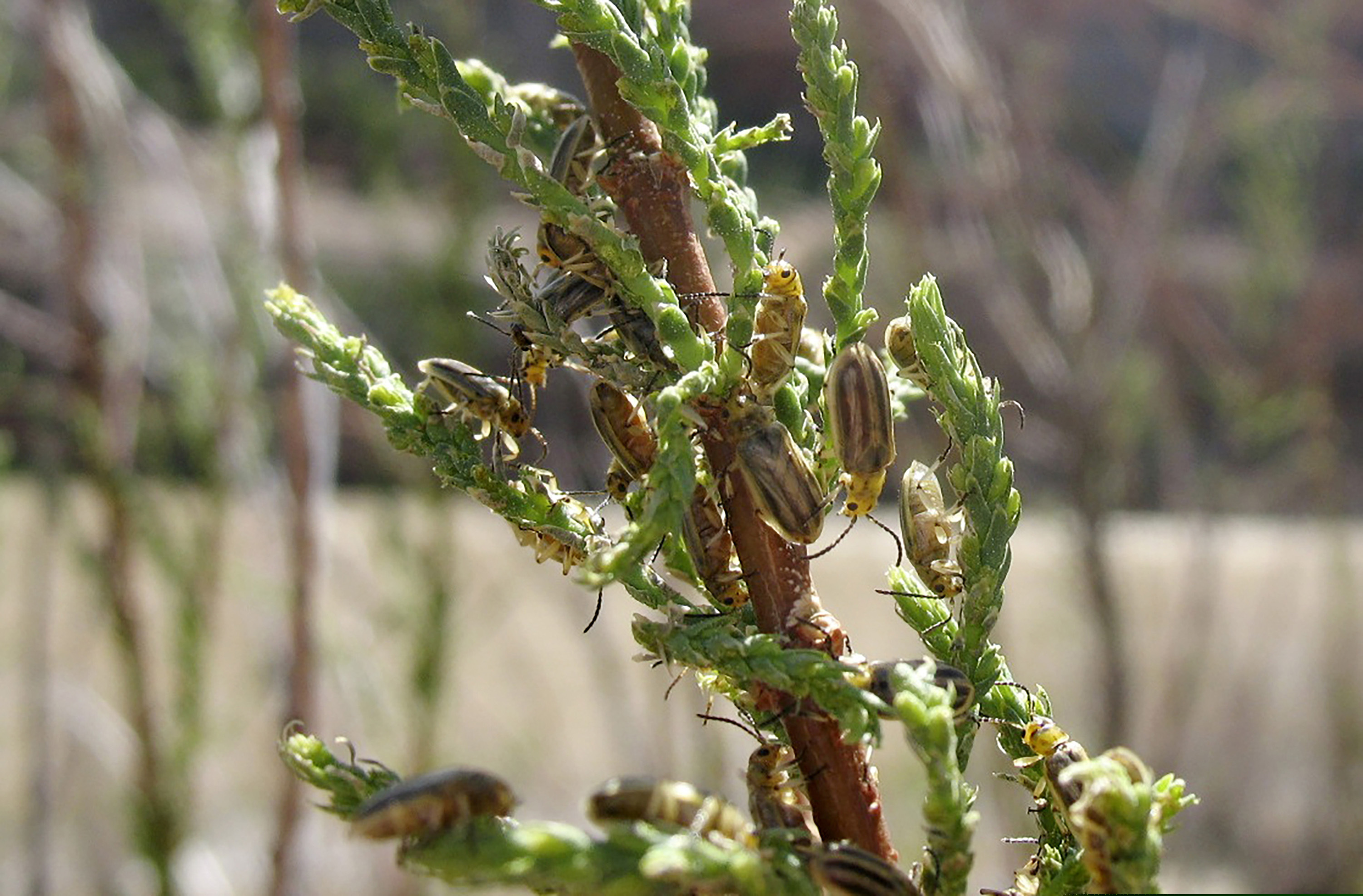 (Dan Bean | Colorado Department of Agriculture via AP) Tamarisk leaf beetles along the Colorado River in southern Utah are shown in April 2009. The beetles were brought to the U.S. from Asia to devour invasive tamarisk, or salt cedar, trees.