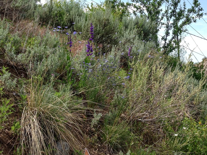 (Erin Alberty | The Salt Lake Tribune) Blue Flax, Rocky Mountain Penstemon and Fourwing Saltbush fill in a wildscape June 4, 2014 near the back of the former backyard of reporter Erin Alberty. The Utah native plants helped to stabilize a slope that had been covered in invasive Myrtle Spurge. A less formal landscape in the back of a garden transitions to the spurge-infested green space on the mountain behind it.