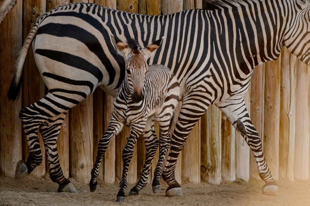 (Trent Nelson | The Salt Lake Tribune)  Clementine, left, a baby zebra born Oct. 23, with her mother, Zoe, at Utah's Hogle Zoo, Tuesday Oct. 30, 2018.