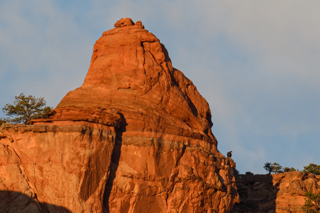 (Andrew Orr) Condor 1221, “Milagra,” is seen before evening roost as the sun was setting at Vermillion Cliffs National Monument.