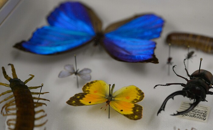 (Francisco Kjolseth  |  The Salt Lake Tribune)  Entomology collections are on display at the Natural History Museum of Utah's annual Behind the Scenes event coinciding this year with the museum's 50th anniversary, as people get a chance to explore some of the extensive collections not normally on display on Saturday, Nov. 16, 2019. The event runs through the weekend.