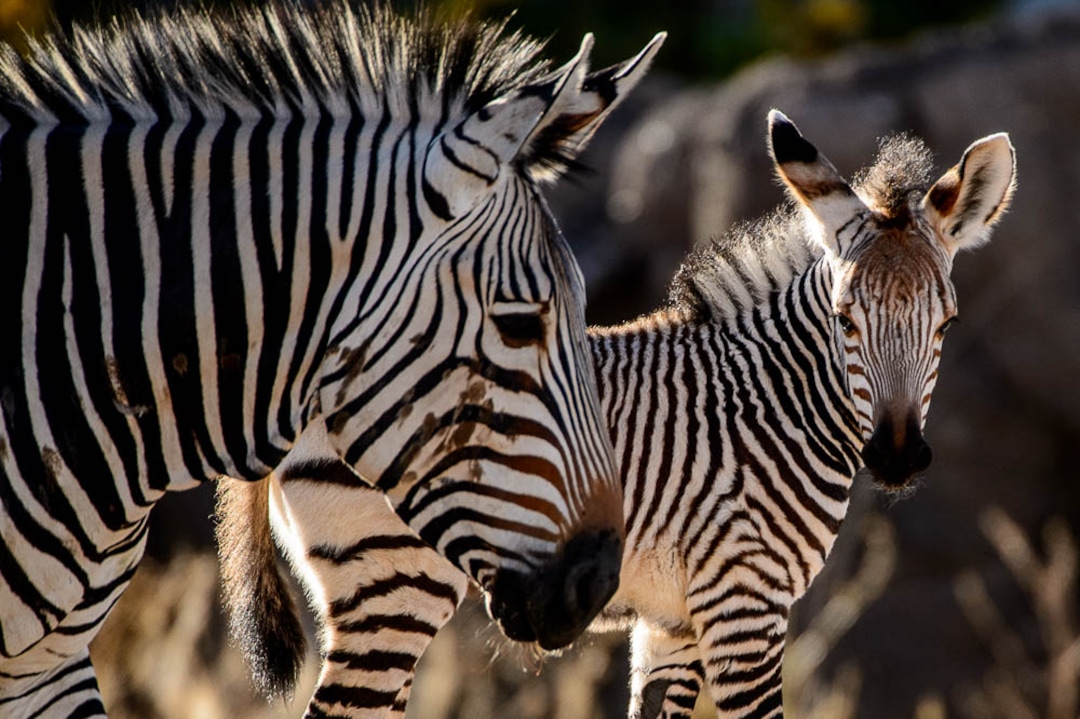 (Trent Nelson | The Salt Lake Tribune)  Clementine, left, a baby zebra born Oct. 23, with her mother, Zoe, at Utah's Hogle Zoo, Tuesday Oct. 30, 2018.
