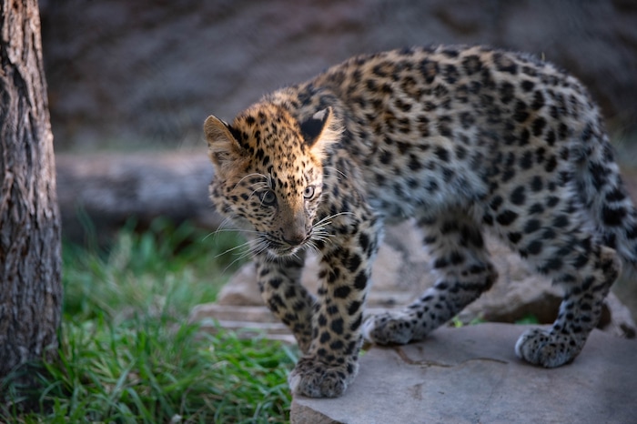 (Francisco Kjolseth  |  The Salt Lake Tribune) Hogle Zoo introduces its new babies, including Skye, one of two leopard cubs on Thursday, August 27, 2020.