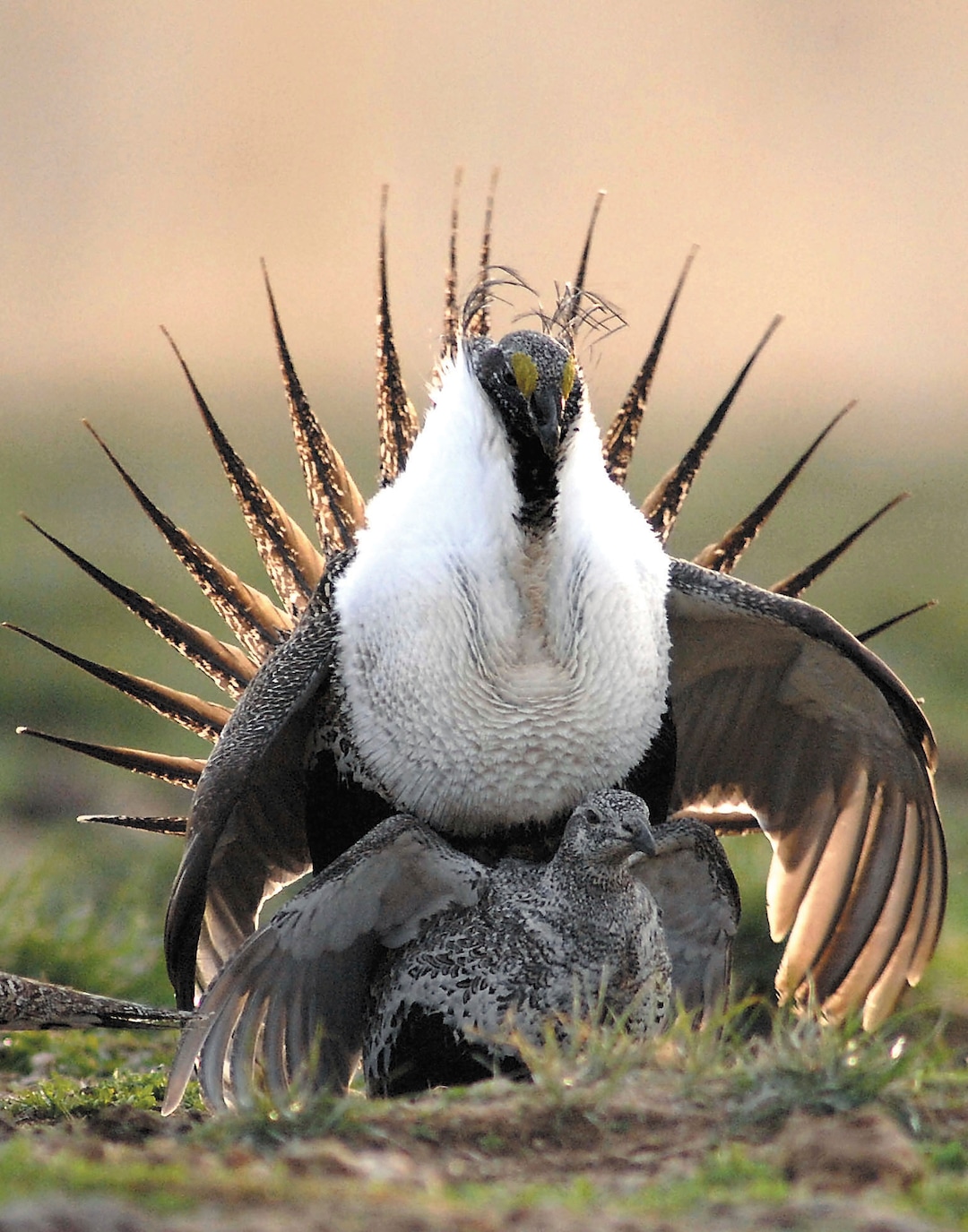 FILE - In this March 25, 2007, file photo, a sage grouse rooster mounts a hen for breeding on a lek, the "dancing grounds" where grouse come to mate, in the Curlew National Grasslands, south of Rockland, Idaho. Federal officials are proposing one of the largest ever projects to remove juniper trees in southwest Idaho to protect habitat for imperiled sage grouse. (Bill Schaefer/The Idaho State Journal via AP, file)