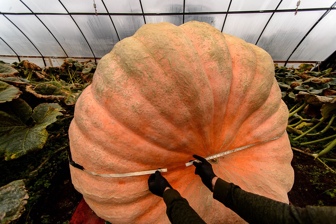 (Trent Nelson | The Salt Lake Tribune)  A 15-foot tape measure comes up short while measuring Matt McConkie's nearly 2000-pound pumpkin. He was photographed in his Washington Terrace greenhouse, Tuesday, Sept. 19, 2017.