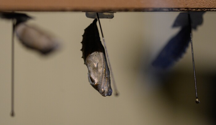 (Francisco Kjolseth  |  The Salt Lake Tribune)  The chrysalis stage of a butterfly is on display at the Loveland Living Planet Aquarium as they get ready to put on display 650 Painted Lady butterflies as part of their Journey to South America gallery which opens to the public on Friday. In the Spring they plan to add more species to the exhibit.