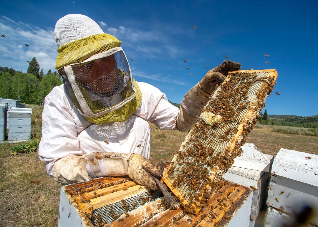 (Rick Egan  |  The Salt Lake Tribune)     Bee Keeper Darren Cox, inspects his hives in Logan Canyon, in the Cache National Forest where he stores hundreds of hives in the summer, on Tuesday, Aug. 11, 2020.