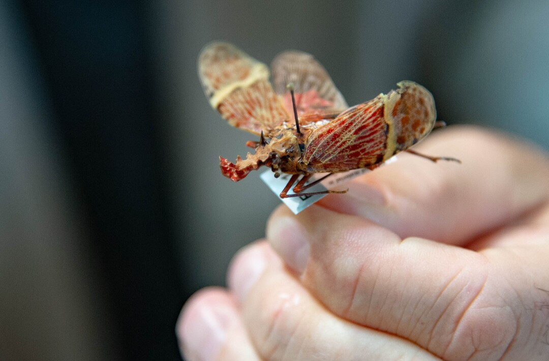 (Francisco Kjolseth  |  The Salt Lake Tribune) Trained as an entomologist, Jason Cryan, who became the new director of the Natural History Museum of Utah in March – just in time to close the place because of COVID-19, geeks over his love of insects as he shows off some of his personal collection during a recent tour, including his personal favorite, a Dragon-head lantern bug. Cryan and his staff have been making safety changes in hopes of reopening the museum in mid-August.