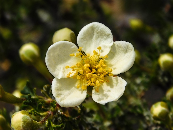 Erin Alberty  |  The Salt Lake Tribune

A cliffrose blooms April 1, 2017 along the Babylon Arch trail in the Red Cliffs Desert Reserve near Leeds.