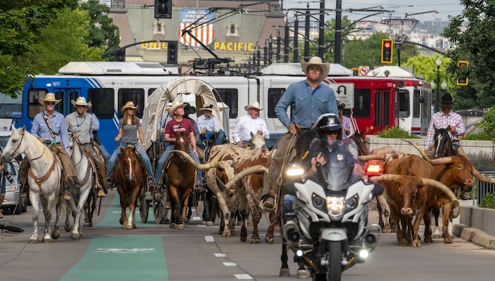 (Leah Hogsten | The Salt Lake Tribune) To kick off the start of Utah's Days of '47 rodeo week, Governor Spencer Cox, First Lady Abby Cox and working ranglers drove a herd of longhorn cattle from the heart of Salt Lake City to the  Utah Fair Park, Tuesday, July 19, 2022.