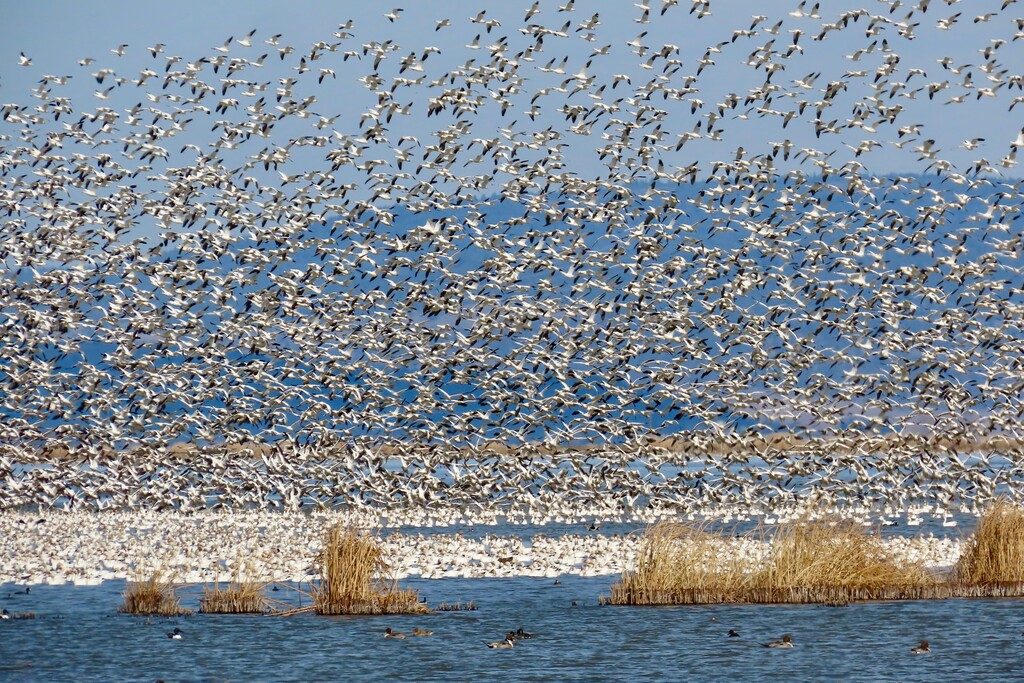 (Pepper Trail | Writers on the Range)

Snow Geese in migration near Ashland, Oregon, Fall 2022
