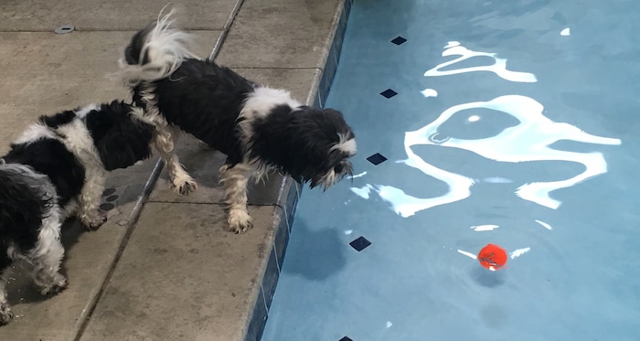 (Scott D. Pierce | The Salt Lake Tribune) Chip (center) wants to get the tennis ball. Xavi isn't interested in getting wet.