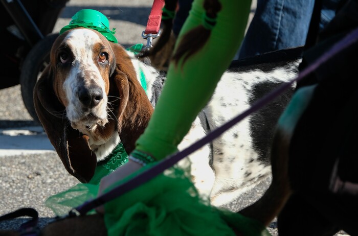 (Francisco Kjolseth | The Salt Lake Tribune) Utah Friends of Basset Hounds bring much attention as shamrocks and sunshine grace Salt Lake CityÕs Irish community as it celebrates their 41st annual St. PatrickÕs Day Parade with crowds lining up to take in the festivities. Marching bands, Irish dancers, bagpipes and a sea of green moved along 200 South, starting at 500 East Saturday morning en route to State street where the Siamsa festivities kept the fun going at the Gallivan Center.