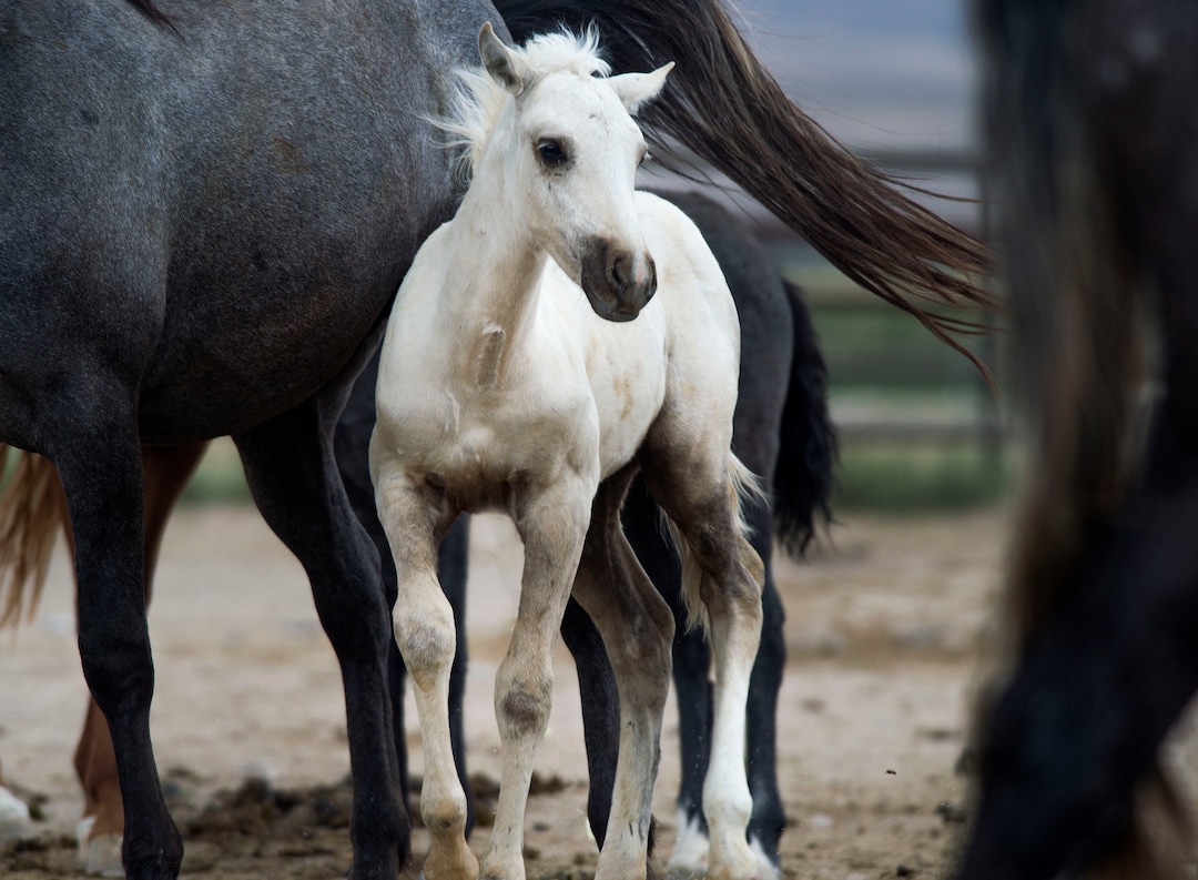 (Steve Griffin  | Tribune file photo)   Wild horses are cared for in the BLM's new off-range contract wild horse corral, located on a 32-acre private ranch in Axtell, Utah Monday, September 14, 2015.  Over 500 wild horses currently are housed at the facility, including the 170 wild horses associated with the Wheeler Pass Herd Management Area Emergency Gather near the Cold Creek area of Southern Nevada.