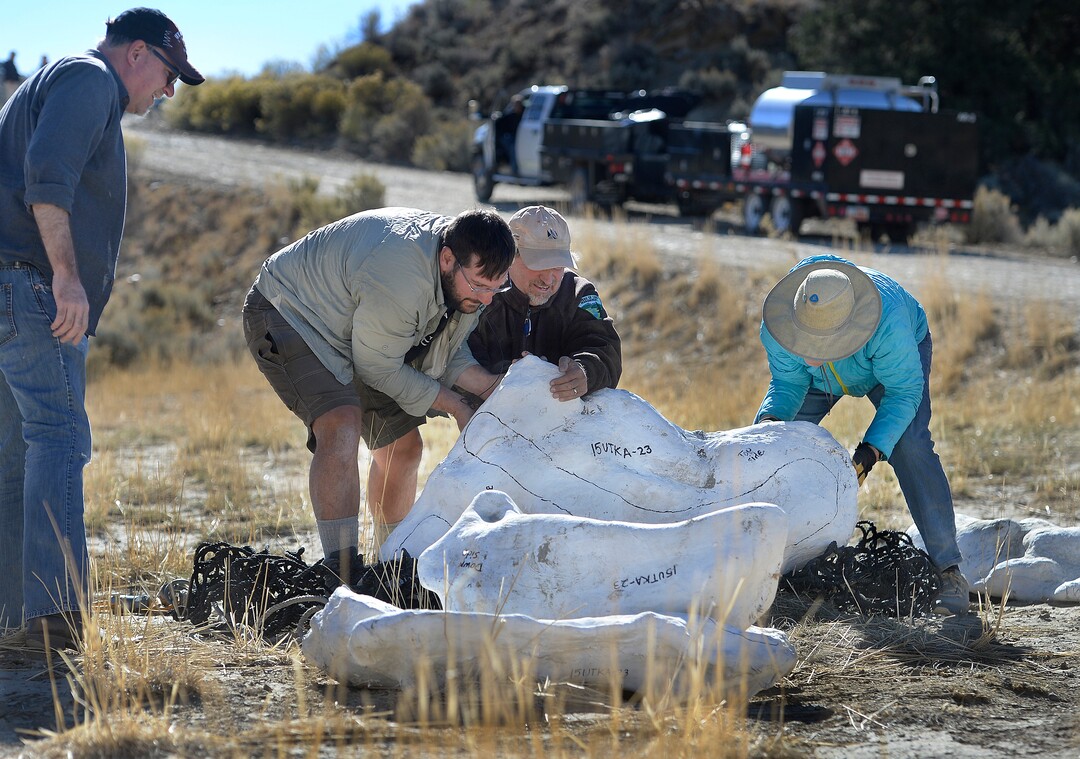 (Scott Sommerdorf   |  The Salt Lake Tribune)   
Tylor Birthisel, left, Alan Titus, center, and Jeanette Bonnell, right right work to move some of the plaster-encased bundles of the fossilized Tyrannosaurus Rex skeleton found near Tropic, Utah, Sunday, October 15, 2017. The collected pieces of the animals' skeleton were airlifted to this site from the site where the skeleton was found in 2015 by Titus.