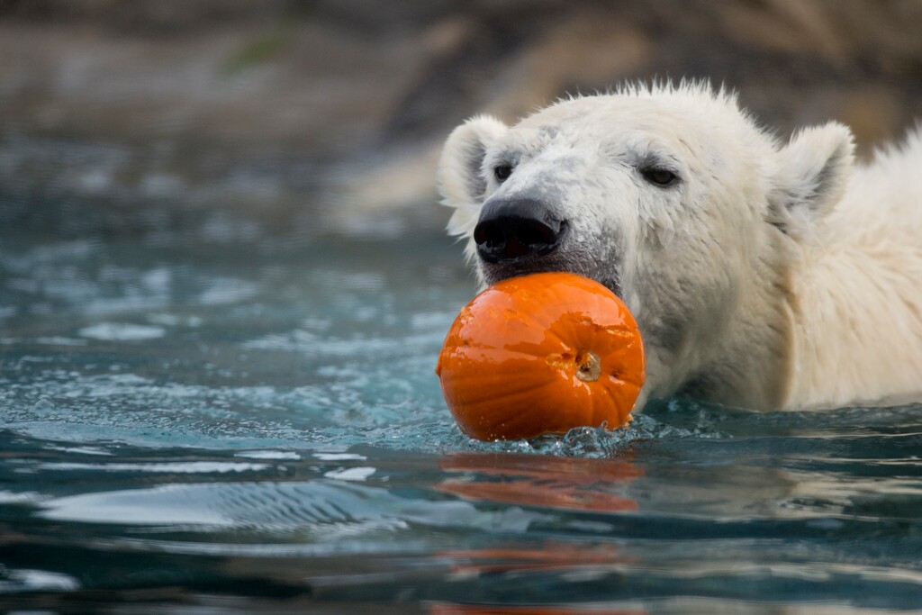 (Jeremy Harmon | The Salt Lake Tribune) Nora the polar bear plays with a small pumpkin as animals at Salt Lake City's Hogle Zoo were fed Thanksgiving treats on Thursday, November 23, 2017.