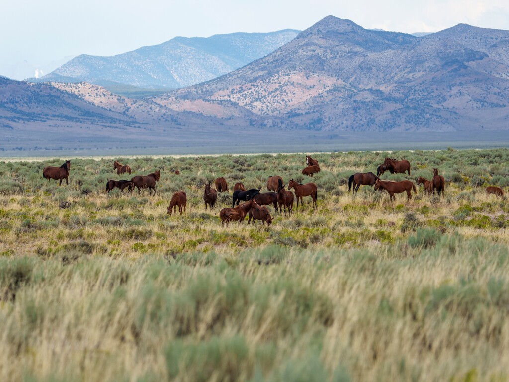 (Leah Hogsten | The Salt Lake Tribune) A band of wild horses roam the Indian Peaks Wildlife Management Area in Beaver County's Pine Valley, August 12, 2023.