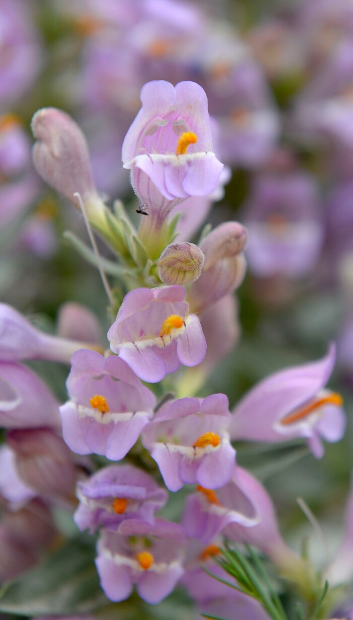 Al Hartmann  |  The Salt Lake TribuneOne of several Graham's Beardtongue plants that Red Butte Garden botanists have transplanted in their conservation trial bed are in full bloom Tuesday May 6.   They have taken hold and are now producing some seeds.   The rare desert flower only grows on oil shale outcrops and is proposed for listing under the Endangered Species Act.Environmental groups plan to sue the U.S. Fish and Wildlife Service over its recent decision to not list Graham's beardtongue, a rare desert flower that grows only near Uinta Basin's oil shale outcrops. Utah officials and the feds say a conservation agreement will ensure the plant's survival if the area's oil shale is strip-mined.