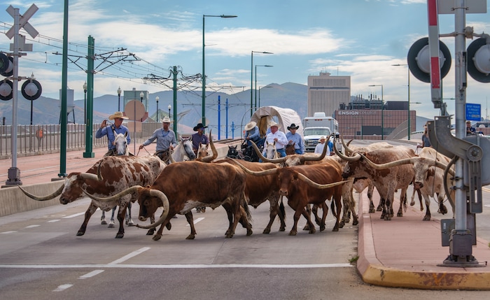 (Leah Hogsten | The Salt Lake Tribune) To kick off the start of Utah's Days of '47 rodeo week, Governor Spencer Cox, First Lady Abby Cox and working ranglers drove a herd of longhorn cattle from the heart of Salt Lake City to the  Utah Fair Park, Tuesday, July 19, 2022.