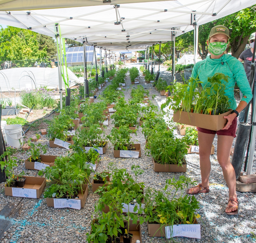 (Rick Egan  |  The Salt Lake Tribune)   Savannah Simmons-Grover grabs some plants to deliver to a customer in their car during the Wasatch Community Gardens 2020 Spring Plant Sale Fundraiser, Saturday May 9, 2020
