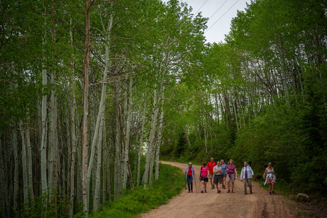 (Trent Nelson  |  The Salt Lake Tribune) A Hops Hunters Hike in Empire Canyon, Park City on Wednesday, June 8, 2022.
