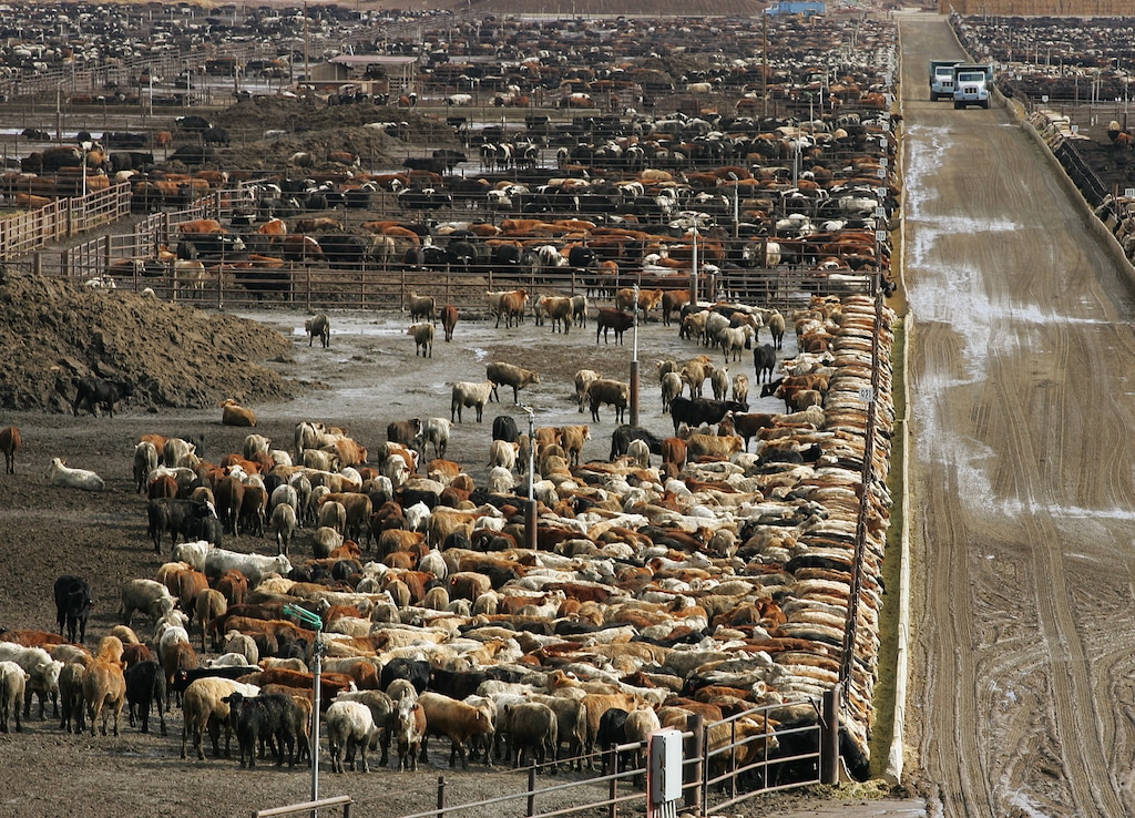 (Gary Kazanjian for The New York Times) 

One major contributor to climate change is the methane produced by farmed animals – mainly cows and sheep — as they digest their food.