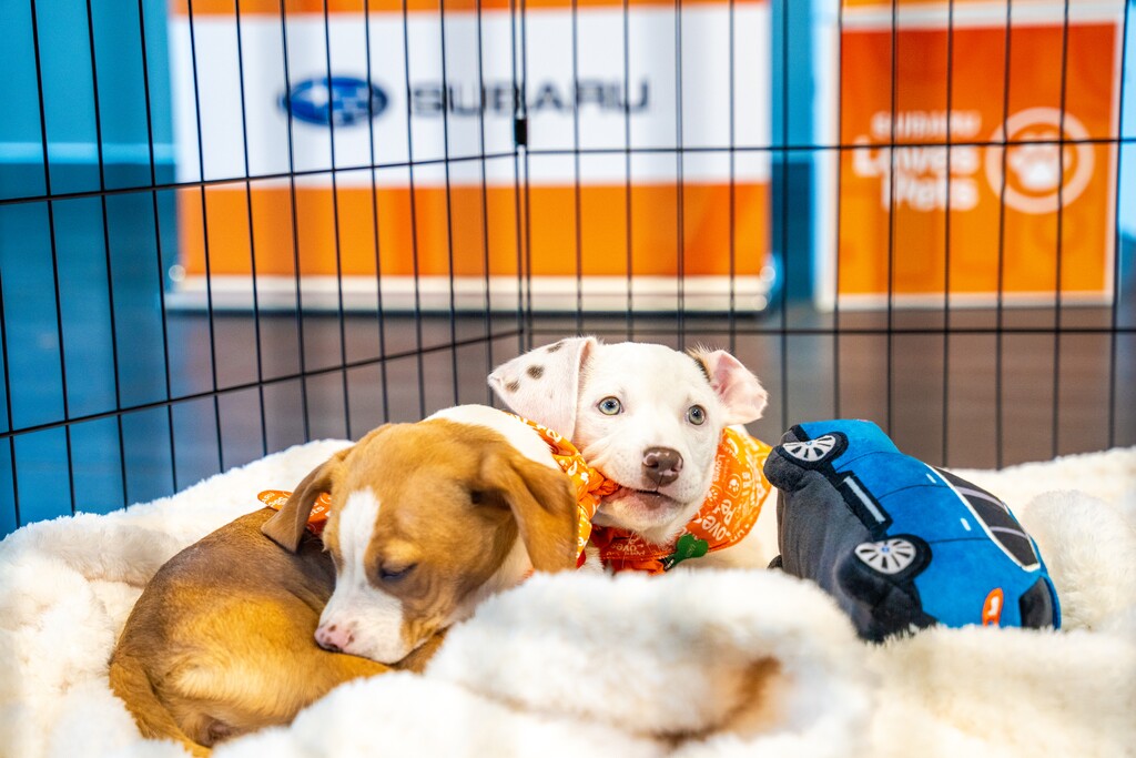 (Mark Miller Subaru, sponsored) | Mark Miller Subaru Make A Dog's Day Event 2024.