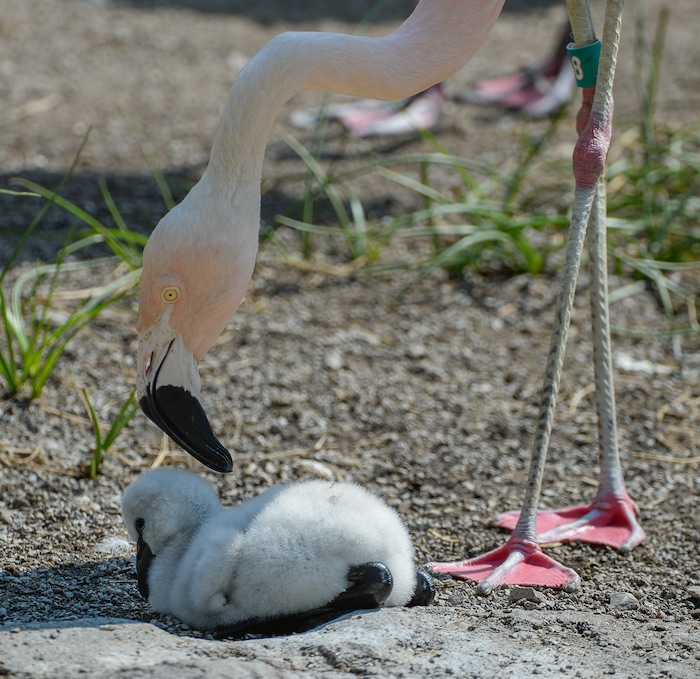 (Francisco Kjolseth  |  The Salt Lake Tribune)  Tracy Aviary has a variety of new birds, including three new baby Chilean Flamingos. The trio, ranging in age from 14 to 29 days of age are growing fast and the aviary is currently having a naming competition. Every egg that is laid at the aviary is given a number. Chick 3 just happened to get the egg number 007, so keepers decided to theme the flamingo chick naming contest with 007 names. 
