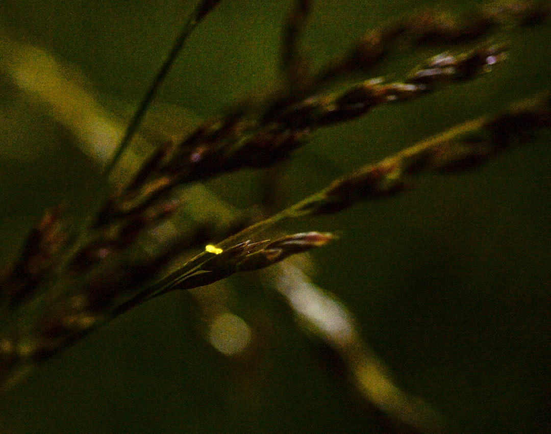 (Leah Hogsten  |  The Salt Lake Tribune) Firefly larvae "glow" to warn predators of their unpleasant taste for protection. Larvae live in the soil for one to two years before turning into pupa and then adult beetles in a matter of weeks. Fireflies have been twinkling in the hay fields of Garcia's family farm, Thompson Century Farm near Spanish Fork, since her great-great-grandfather Samuel Thompson settled the farm in 1800s. The farm and its wet, marshy habitat is perfect for the fireflies' annual mating rituals every year, roughly from late May to early July. Garcia leads tours through her fields for free, simply to share in the experience and to educate others about fireflies, their short-lived lifecycle and what endangers their fragile habitat.