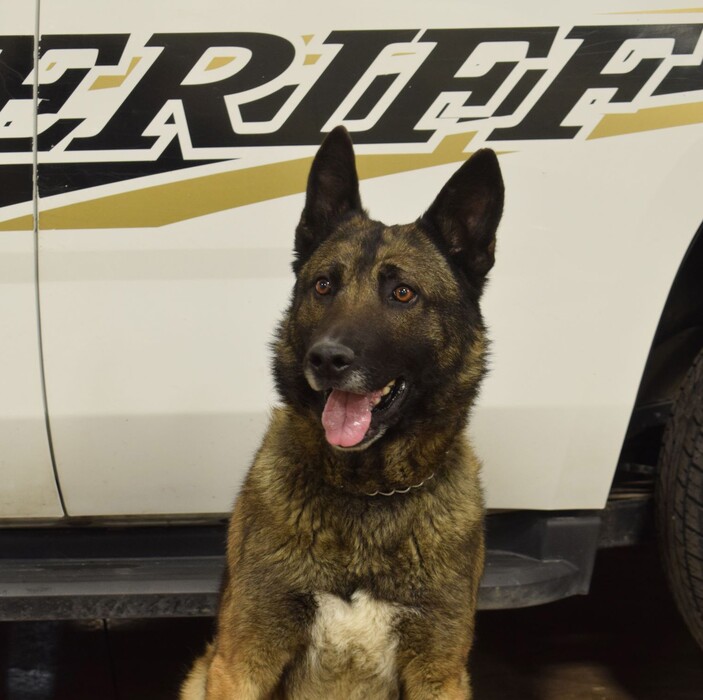 (Photo courtesy of the Utah County Sheriff's Office) 
The K-9 Havoc died Tuesday after he ran into traffic and was hit by a car. He was a 7-year-old Belgian Malinois and had worked with the sheriff's office since 2013.