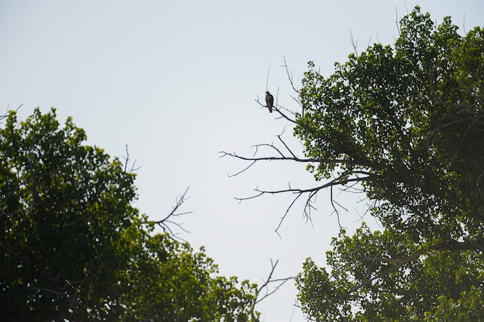(Francisco Kjolseth | The Salt Lake Tribune) A red-tailed hawk calls to its young from a tree branch. Chris Mantas, the owner of All Truck & Car auto recycling, had originally planned to rip out the trees to make way for a new store, but neighbors persuaded him to change his plans.