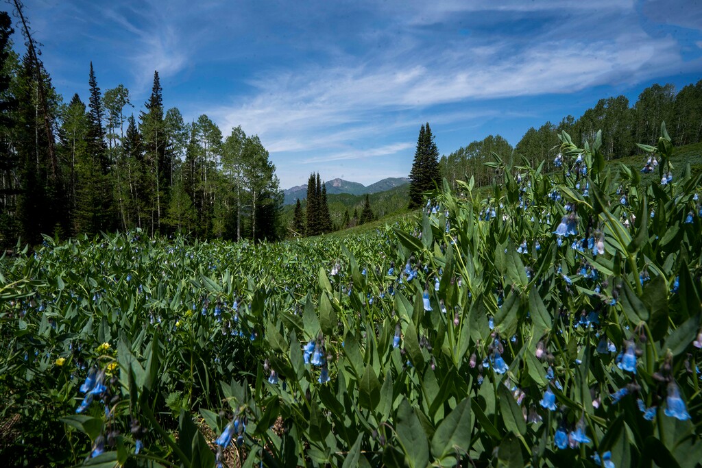 (Rick Egan | Tribune file photo) Wild flowers on the Willow Heights bench hike in Big Cottonwood Canyon.