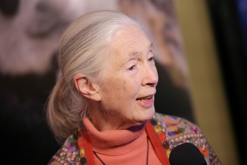 (Photo by Brent Clarke/Invision/AP) Dr. Jane Goodall attends the premiere for Disneynature's "Born in China" at the Landmark Sunshine Cinema on Saturday, April 8, 2017, in New York.