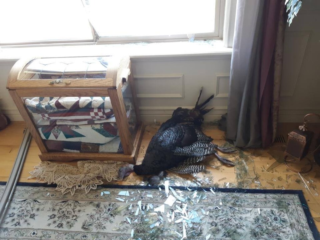 (Photo courtesy of Lone Peak Police Department) A wild turkey suffered major injuries breaking through the window of  Lone Peak home Saturday.