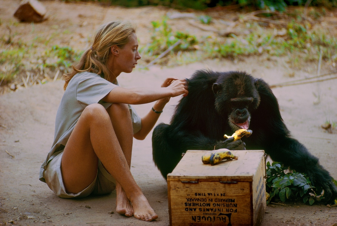 (Hugo van Lawick  |  National Geographic Films / Abramorama) Jane Goodall interacts with David Greybeard, the first chimp to lose its fear of the naturalist in her studies of chimpanzees in Gombe, Tanzania. The image is part of footage shown in the documentary "Jane." The Utah Film Critics Association gave "Jane" the award for best documentary, in a meeting Dec. 17, 2017.