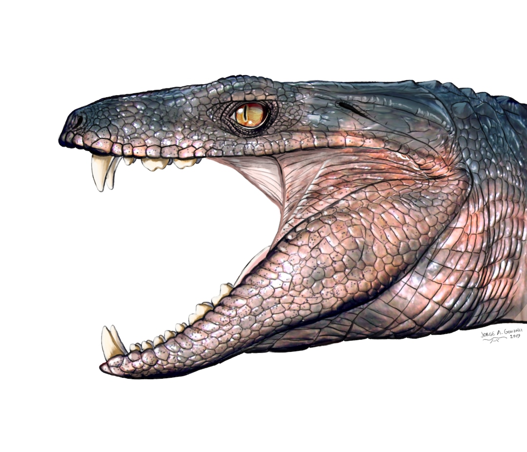 (Illustration courtesy of Jorge Gonzalez) A graphic shows what an extinct herbivore relative of crocodiles might have looked like.